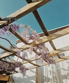 Wattle Bird Shack - Image 3