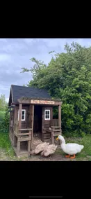 Meadow view peaceful countryside lodge with ducks - Image 5