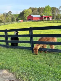 Magnolia Grace - Elegant farmhouse on Alpaca Farm - Image 5