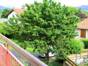 the cherry tree apartment - Image 4