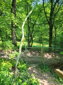 Pure nature: forest apartment - Image 2