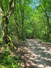 Pure nature: forest apartment - Image 3