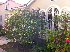 Charming Historic Highlands Pasadena Home! - Image 4