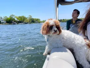 Lake Cottages, Pontoon Rental, Kayaks , Dog OK - Image 5