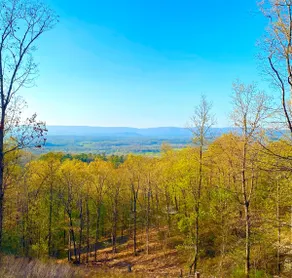 Deer Run - Image 5