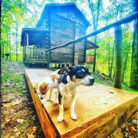Sugar Maple Cabin - Image 4
