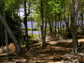The Hummingbird - Image 3