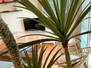 KS Golf Playa - Kaleria Suites - Image 5