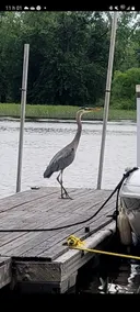 the heron - Image 2