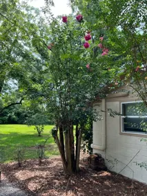 The Yellow Rose Stable - Image 5