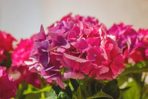 Hortensia - Image 3