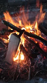 Delta Forest Retreat • Fire Pit & Starlink - Image 3