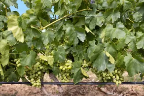 Casa Arinto – Rifugio spazioso e tranquillo tra i vigneti con lounge e piscina condivisa - Image 4