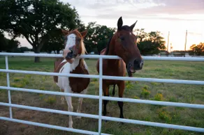 Dog-Friendly Texas Ranch w/ Patio, Horses On-Site - Image 2