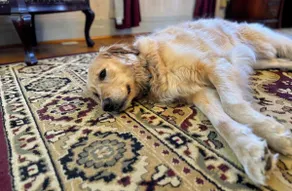 Margeson House -Pet Friendly Home - Image 5