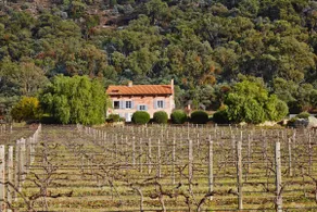 Talits Estate Vineyard - Image 3