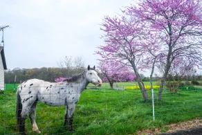 Deck & Pasture Views! Bealeton Farmhouse Escape - Image 4