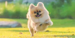 Small dog friendly 4-49 Bonito St - air con & Wi-Fi - Image 2