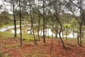 Alolah in the heart of the forest, Huasca - Image 5