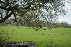 Stag Shepherds Hut Chatsworth Estate - Image 2
