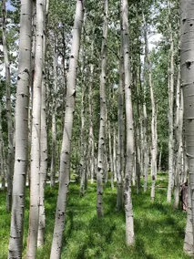 ”The Juniper”-Gathering Tree's Ultimate 12 suite D - Image 2