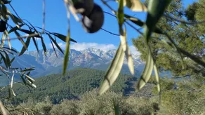Olivar de Gredos - Image 4