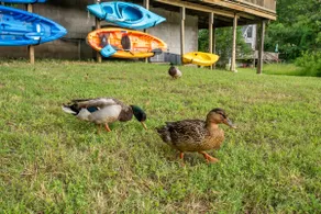 Kayaks - Lakefront Home - Kiwanie Lodge East - Image 3