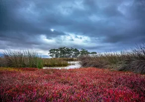 Saintys Creek Cottage-White Wallabies & Bird oasis - Image 5