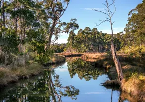 Saintys Creek Cottage-White Wallabies & Bird oasis - Image 3