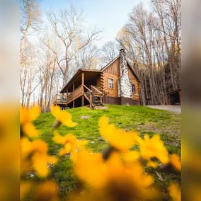 Wooded Pet Friendly Cabin w/ Hot Tub & Fireplace - Image 3