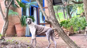 Panoramic Views + Large Dog Enclosure + Jacuzzi - Image 4