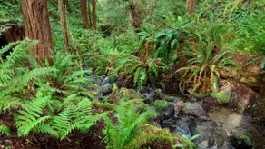 Raven Ridge Retreat ~ Privat redwoodskov, boblebad og pejs, parkindstilling. - Image 3