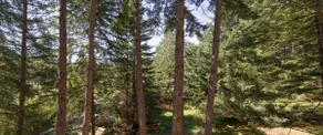 Forest luxury. Gourmet kitchen. Moran Park nearby - Image 4