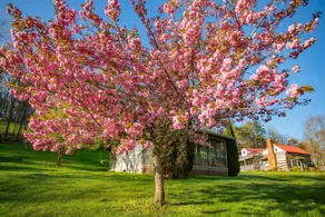 Cozy fishing cabin on the South Holston River - Image 2