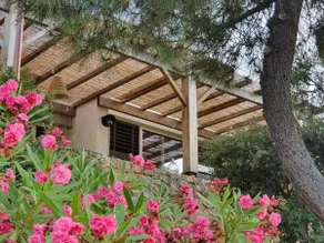 Oleanders - Image 2