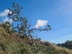 6 person holiday home in Rømø - Image 5