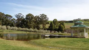 Olive Grove - Image 4