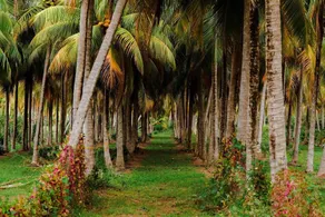 Camping area on a palm farm facing the sea - Image 5