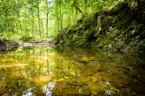 Water Music - Image 5