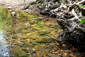 Water Music - Image 3