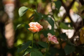 Casa Michelle - Image 4