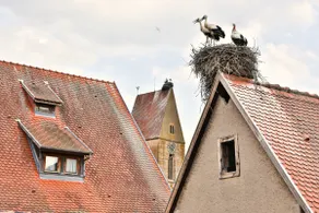 Hohlandsbourg, grand duplex avec parking privé - Image 5