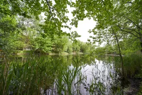 Nature Retreat with Pond Views and Fire Pit - Image 5