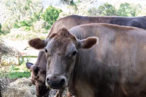 Serendipity Farm - Image 5