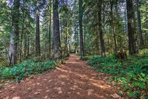 River Views, Private Hot Springs Tub, Forest, Deck - Image 3