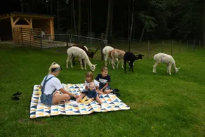 Cozy apartment with large wooden terrace (alpacas in the Chemnitz Valley) - Image 4
