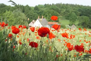 Mill Cottage set beside a Mill pond in a 70 acre Nature Reserve Bliss - Image 2
