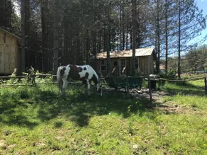 Rustic Cabin on D&K Ranch - Max’s Glamping Cabin - Image 2