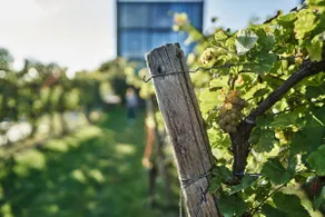 Gästehaus im Weingut am Stein - Image 3