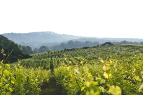 Vineyard Cottage Heart of Wine Country - Image 4